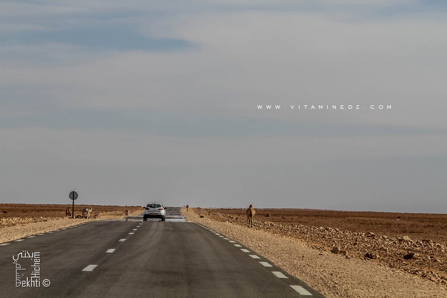 Troupeaux de chameaux Sur la route nationale RN118 (El Bnoud - Tinerkouk)