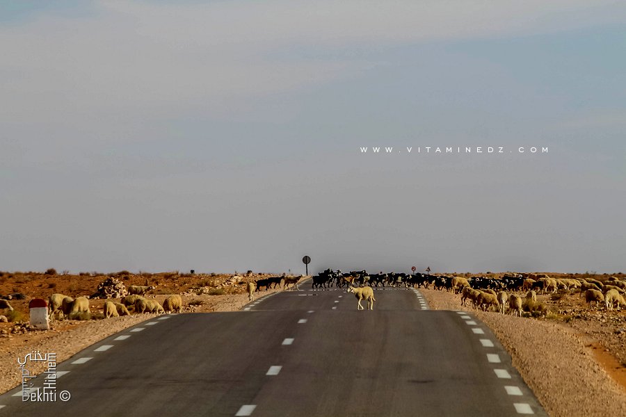 La région d'El Bnoud est riche en cheptel