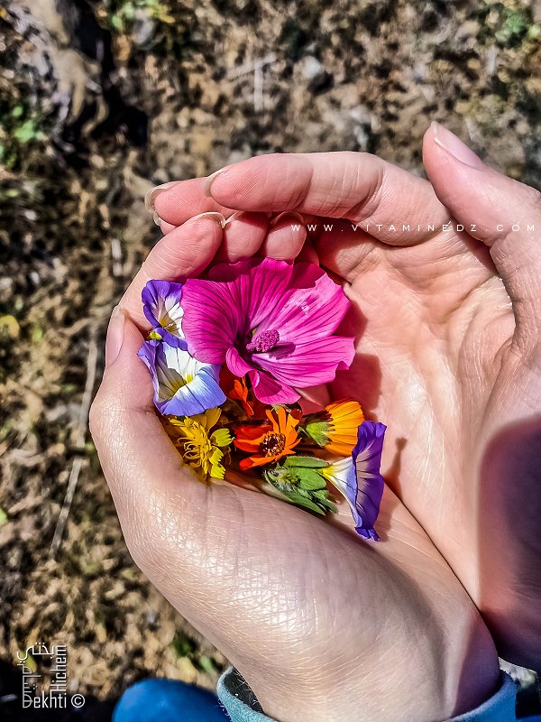Bouquet de fleurs récolté près de Fellaoucene