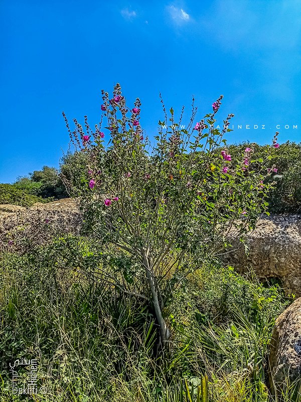 Arbre à Fleur sauvage de la région de Fellaoucene
