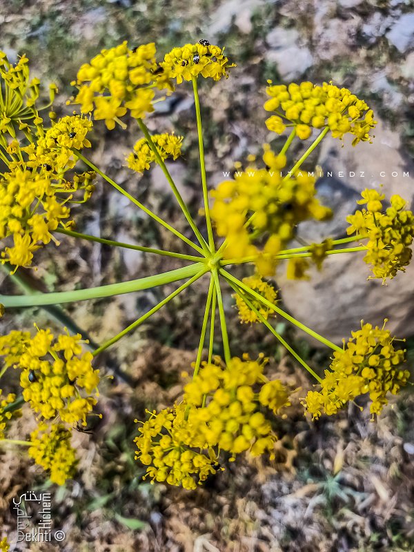 Fleur jaune sauvage de la région de Fellaoucene