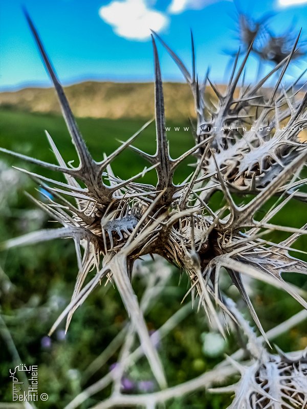 Fleur de cardon sauvage sauvage de la région de Fellaoucene