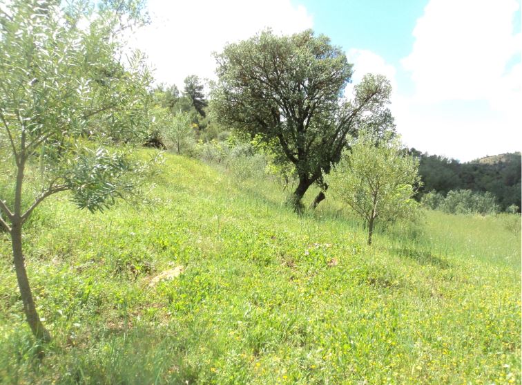 Promenade de printemps