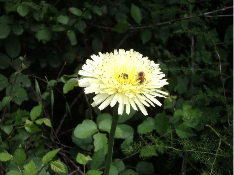 Promenade de printemps