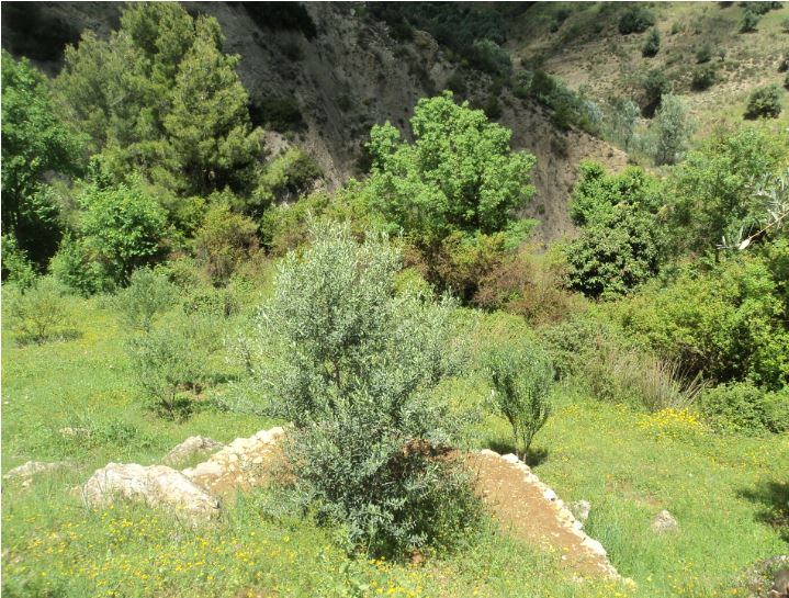 Promenade de printemps