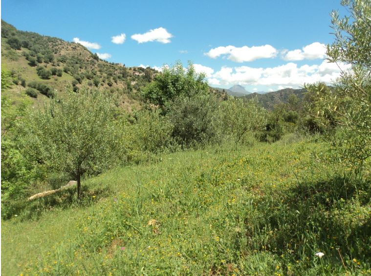 Promenade de printemps