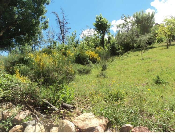 Promenade de printemps