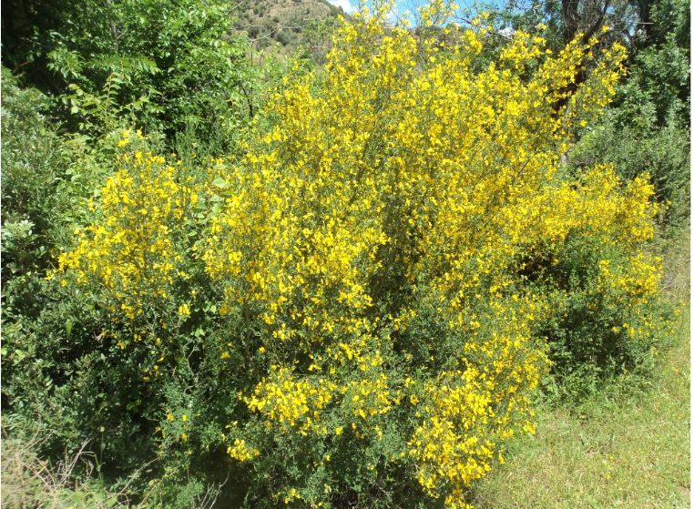 Promenade de printemps