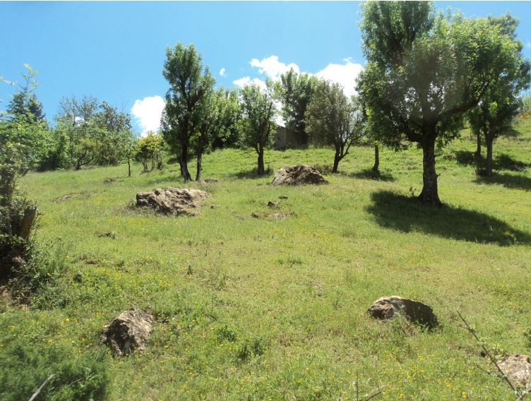 Promenade de printemps