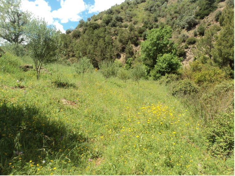 Promenade de printemps