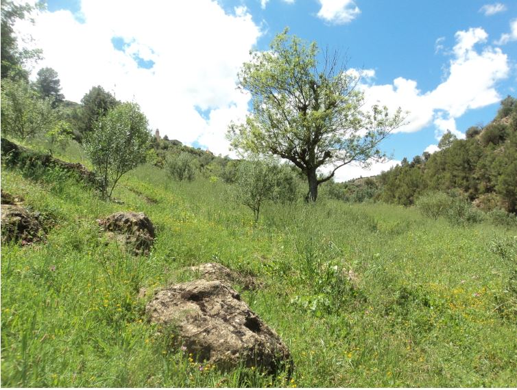 Promenade de printemps