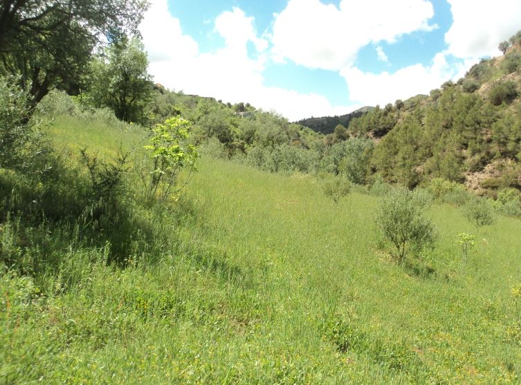 Promenade de printemps