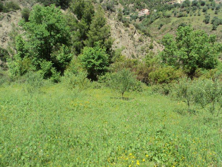 Promenade de printemps