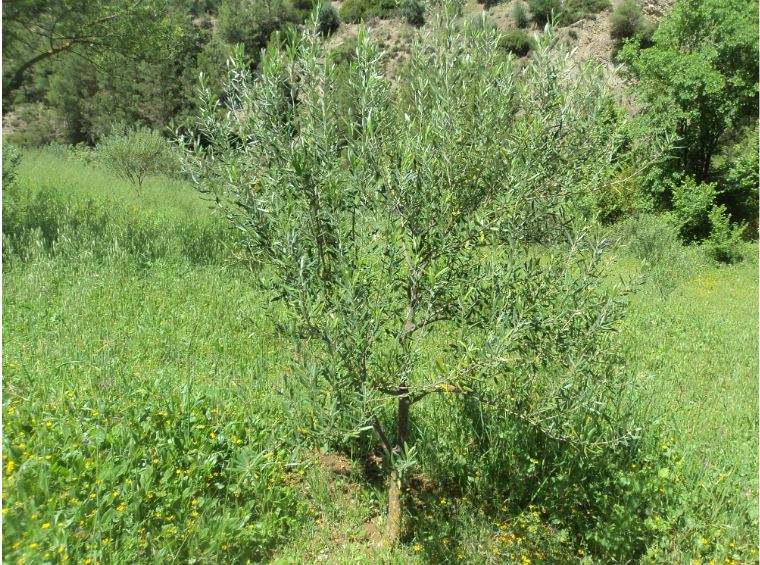 Promenade de printemps