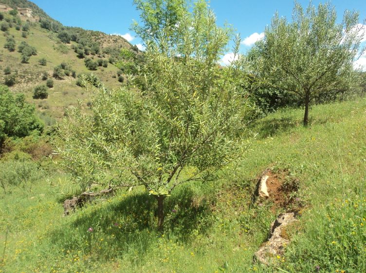 Promenade de printemps