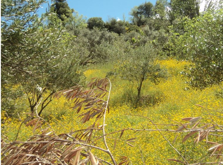 Promenade de printemps