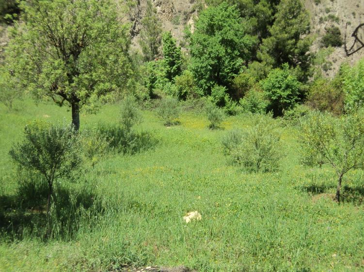 Promenade de printemps