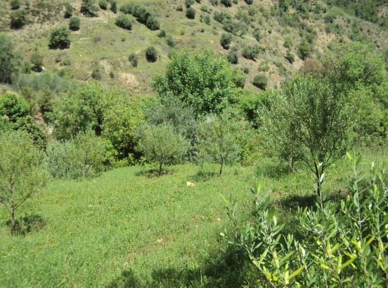 Promenade de printemps