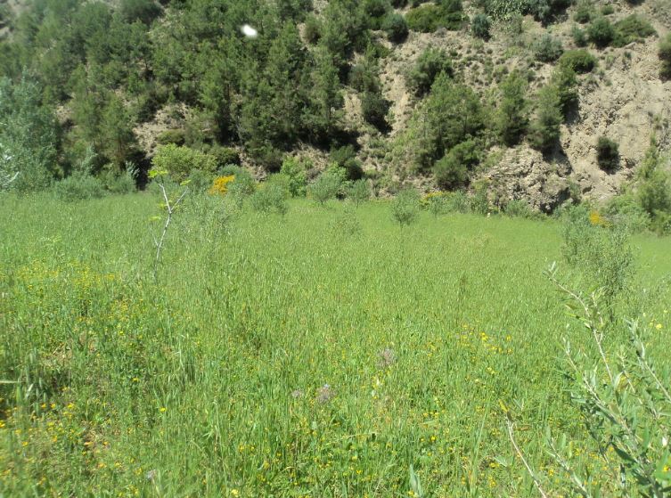 Promenade de printemps