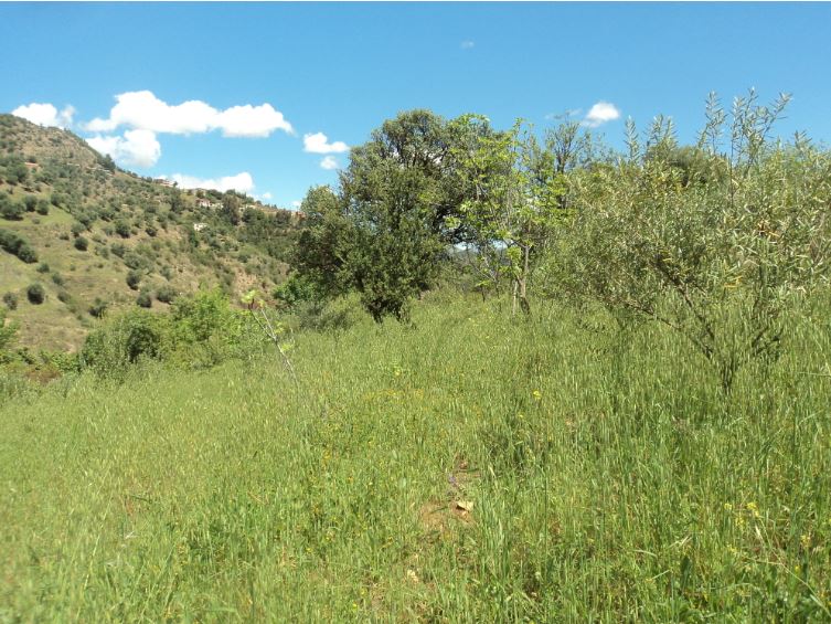 Promenade de printemps