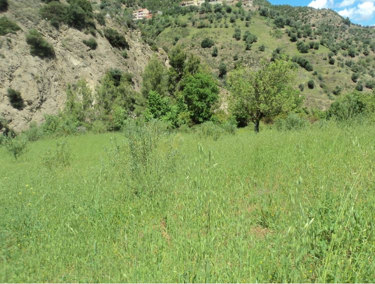 Promenade de printemps