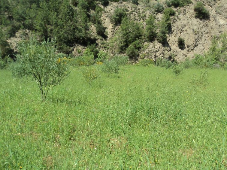 Promenade de printemps