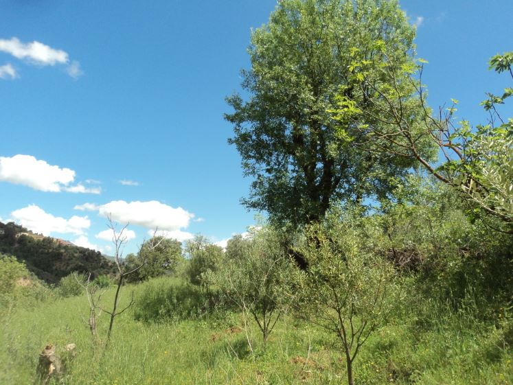 Promenade de printemps