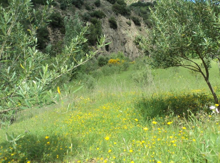 Promenade de printemps
