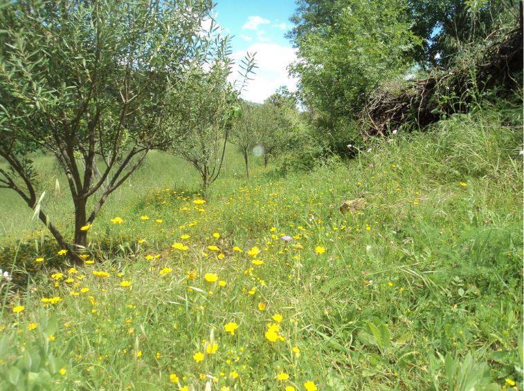 Promenade de printemps