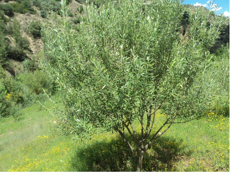 Promenade de printemps