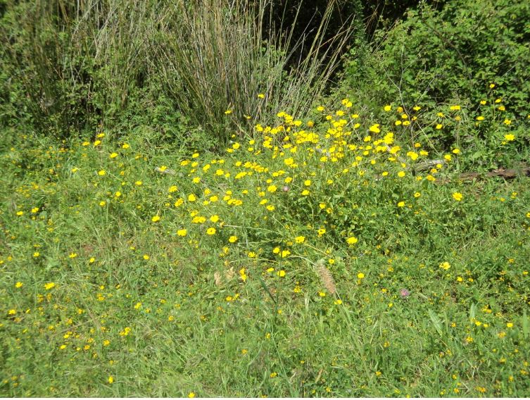 Promenade de printemps