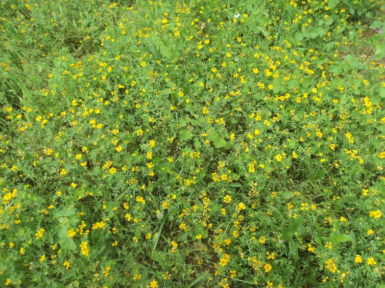 Promenade de printemps