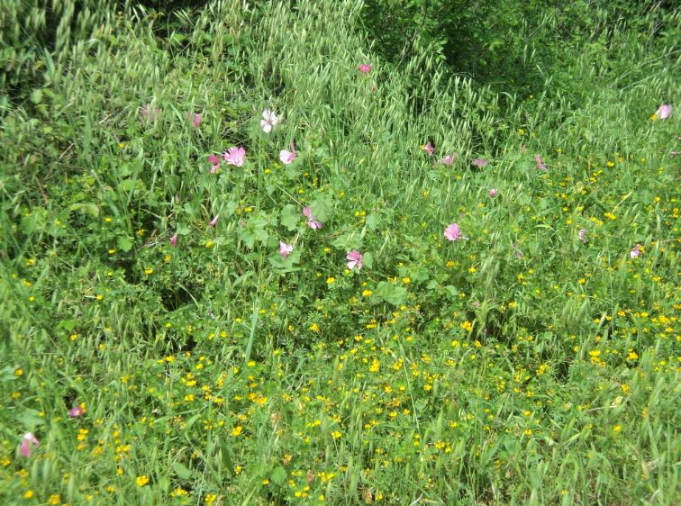 Promenade de printemps