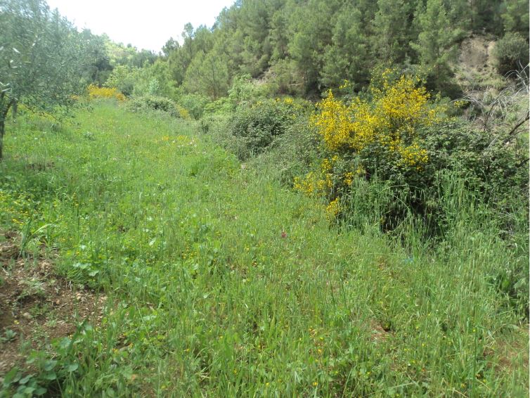 Promenade de printemps
