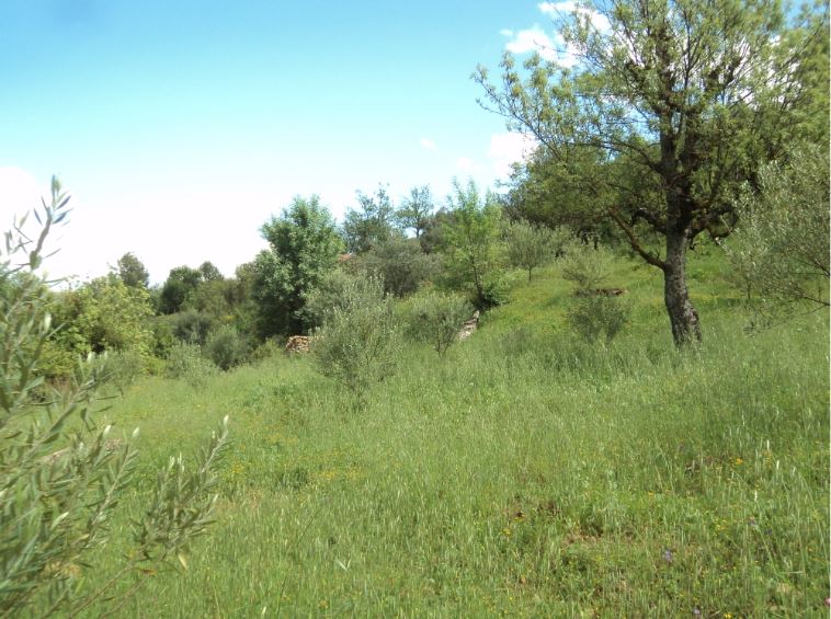 Promenade de printemps