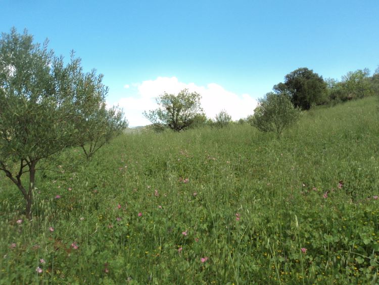 Promenade de printemps