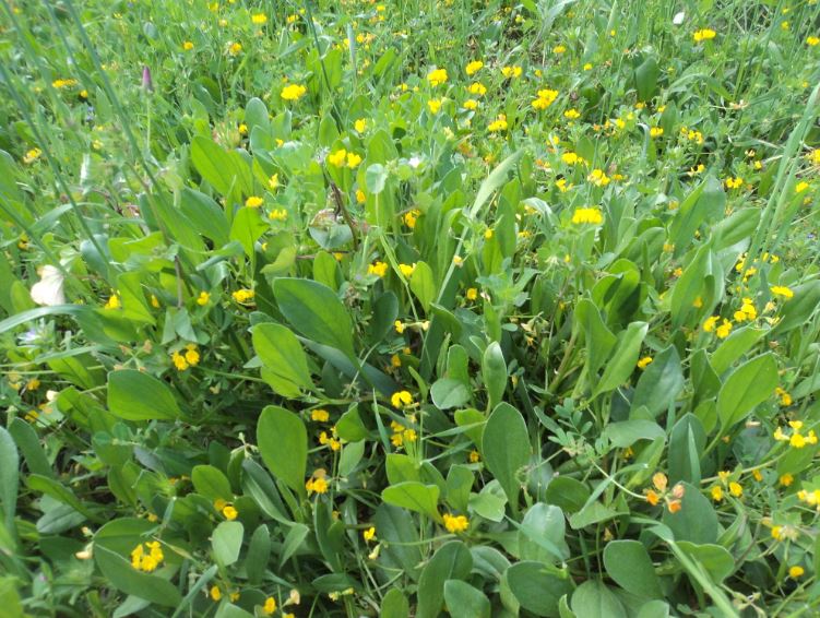 Promenade de printemps