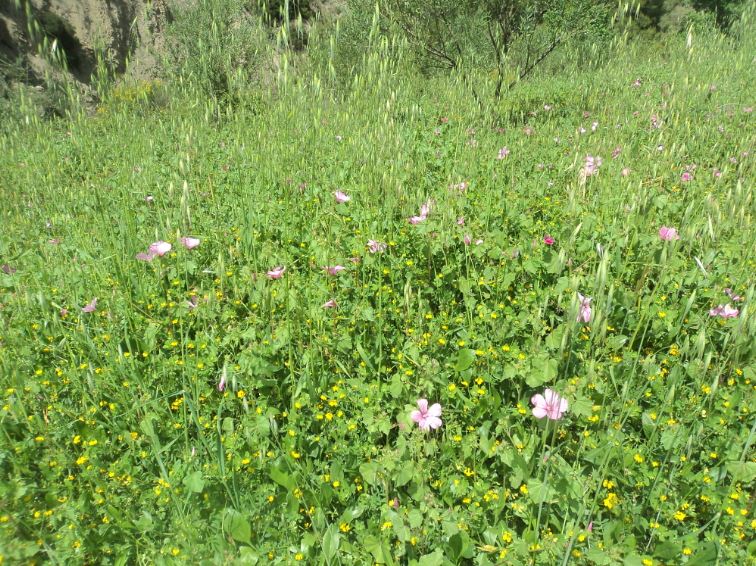 Promenade de printemps