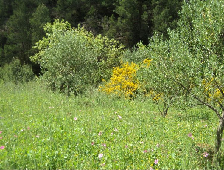 Promenade de printemps
