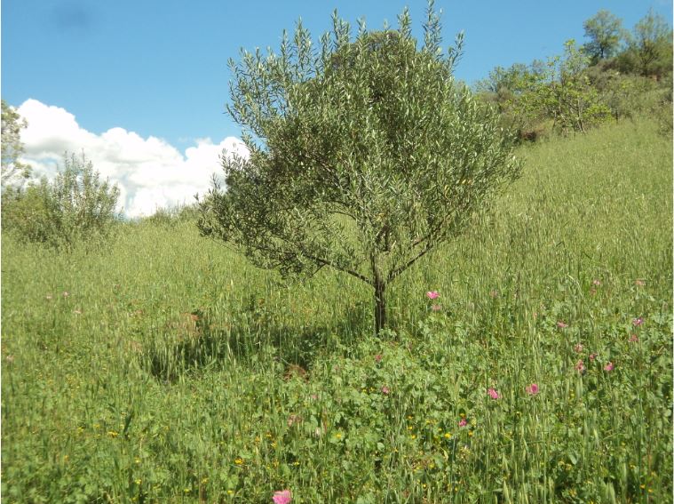 Promenade de printemps