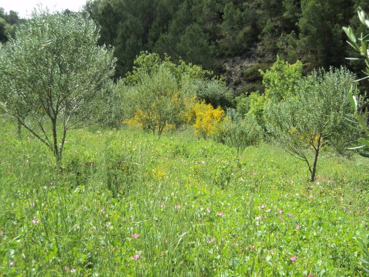 Promenade de printemps