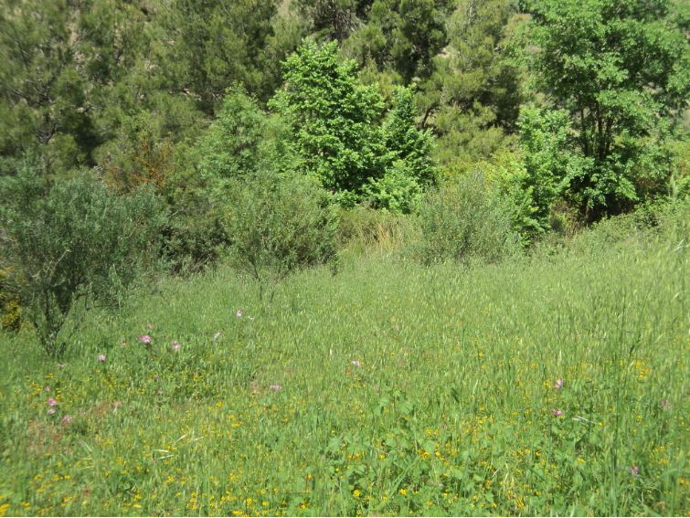 Promenade de printemps