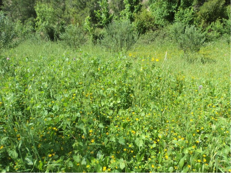 Promenade de printemps