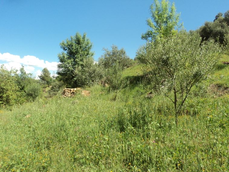 Promenade de printemps