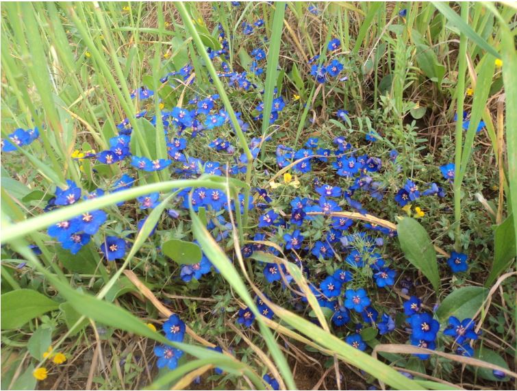 Promenade de printemps