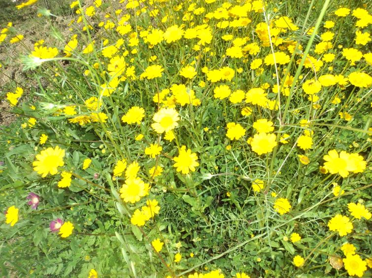 Promenade de printemps
