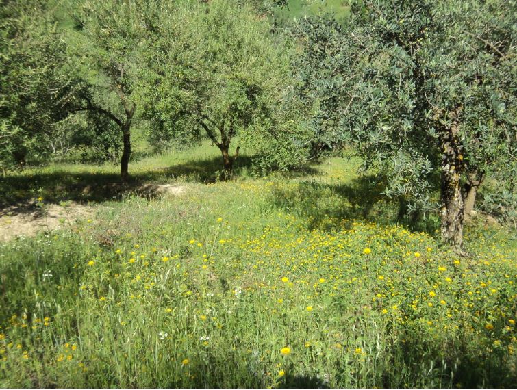 Promenade de printemps