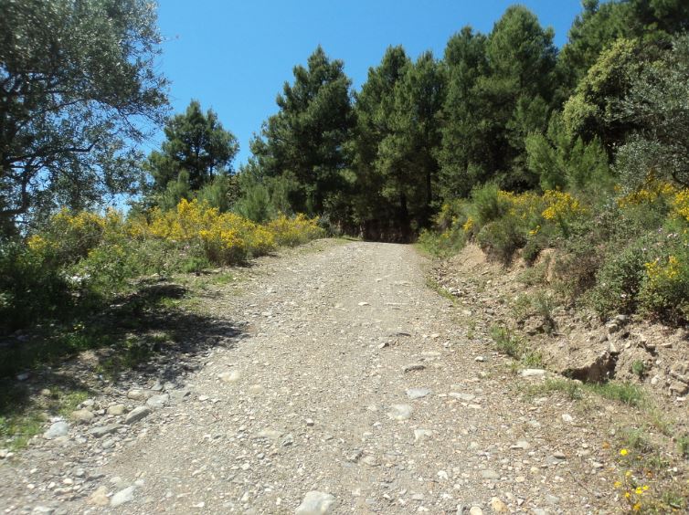 Lemroudj au printemps