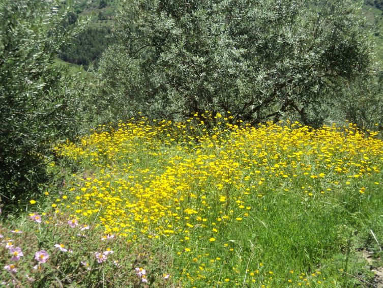 Lemroudj au printemps