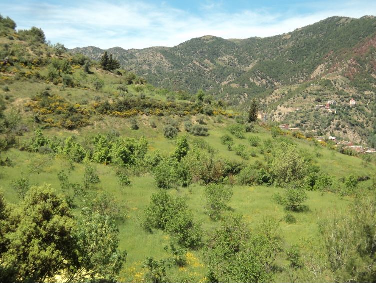 Lemroudj au printemps